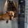 a dog sitting in a machine