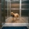 a dog standing in a hallway